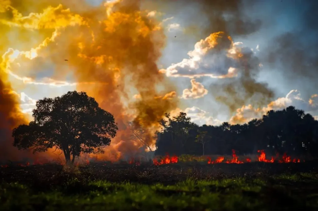 Queimadas Urbanas: Combate Intensificado no Segundo Distrito de Rio Branco Imagem do artigo
