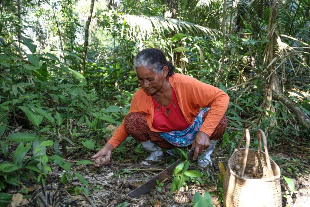 Fapac Anuncia Edital de R$ 490 Mil para Apoio a Mulheres Extrativistas em Tarauacá Imagem do artigo