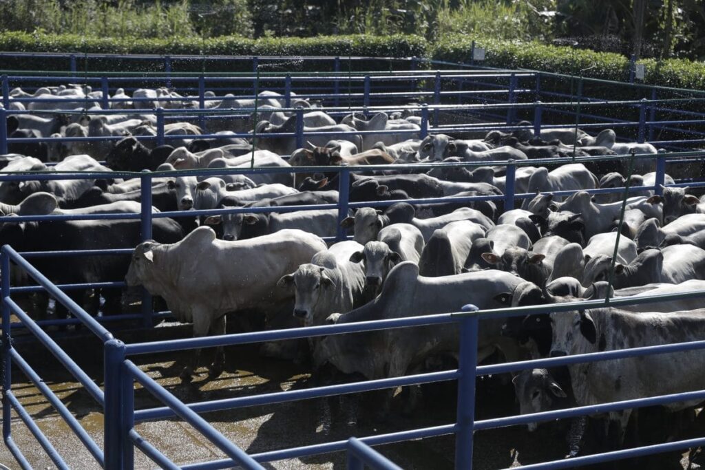 Governo do Acre Moderniza Licenciamento Ambiental para Atividades Agropecuárias Imagem do artigo