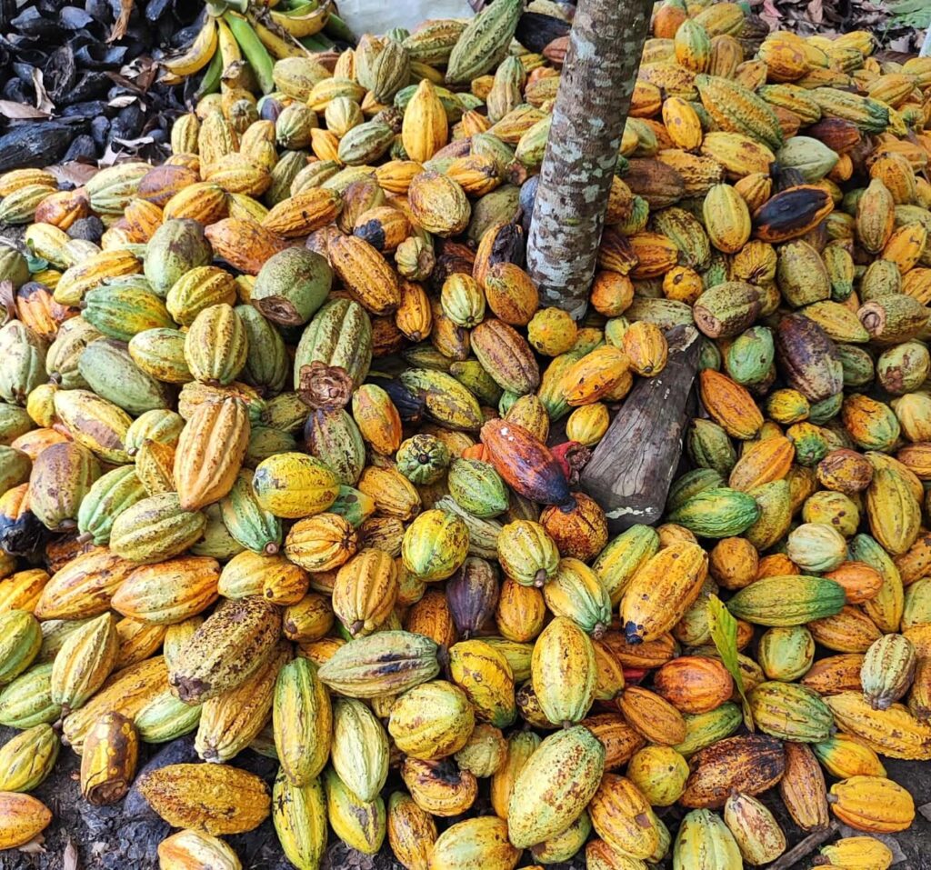 Acre Intensifica Combate à Monilíase do Cacau e Cupuaçu com Convênio Estratégico