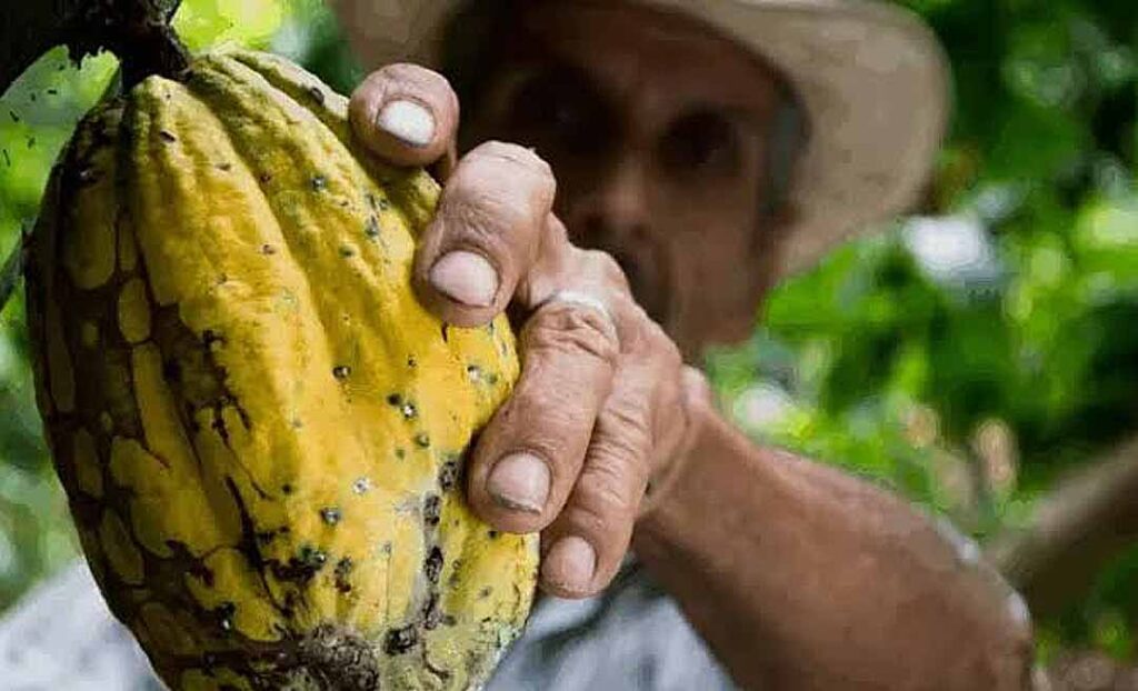 Acre Recebe Investimento de R$ 2,3 Milhões para Combater Praga do Cacau