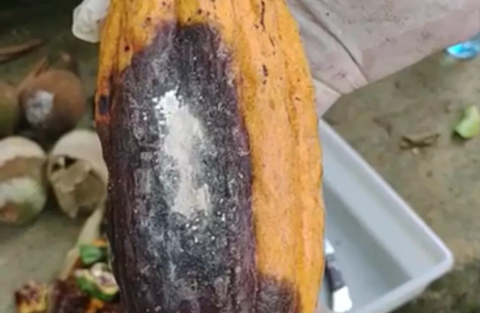 Acre Recebe R$ 2,3 Milhões para Combate à Monilíase do Cacau