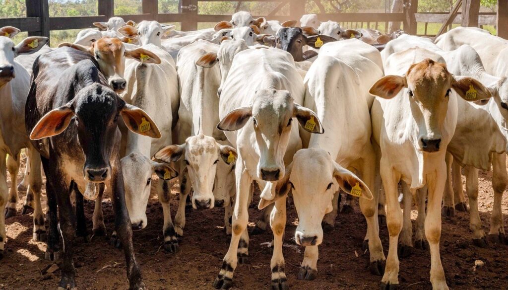 Acre Registra Mais de 5,1 Milhões de Bovinos em 2025: Um Marco para a Pecuária