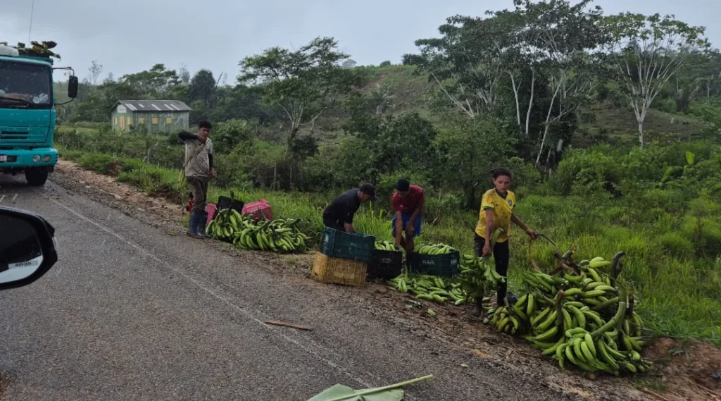 Banana do Vale do Juruá: Expansão e Oportunidades para a Economia Regional