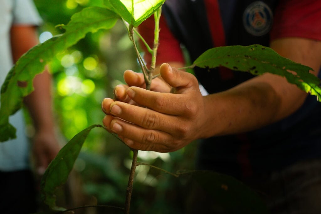 Credenciamento para Fornecimento de Mudas de Café e Cacau no Acre: Participe Já! Credenciamento para Fornecimento de Mudas de Café e Cacau no Acre: Participe Já!
