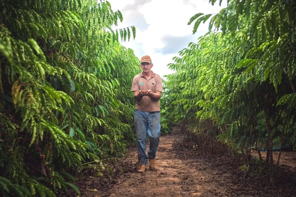 Crescimento da Produção de Café no Acre: Aumento de 115,4% e VBP de R$ 139,6 Milhões Crescimento da Produção de Café no Acre: Aumento de 115,4% e VBP de R$ 139,6 Milhões