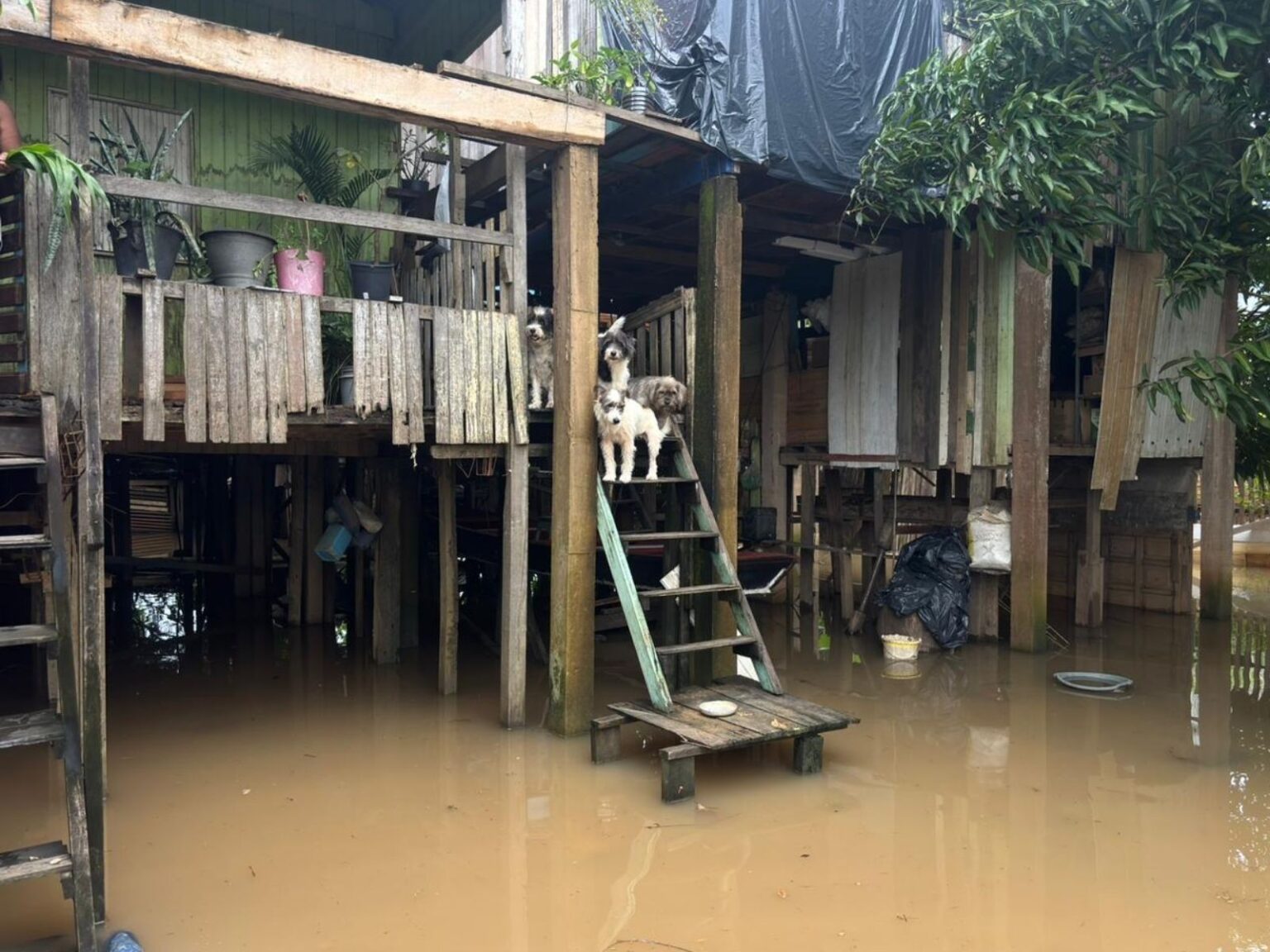 Enchente no Acre: Nível do Rio Acre se aproxima dos 15 metros em Rio Branco