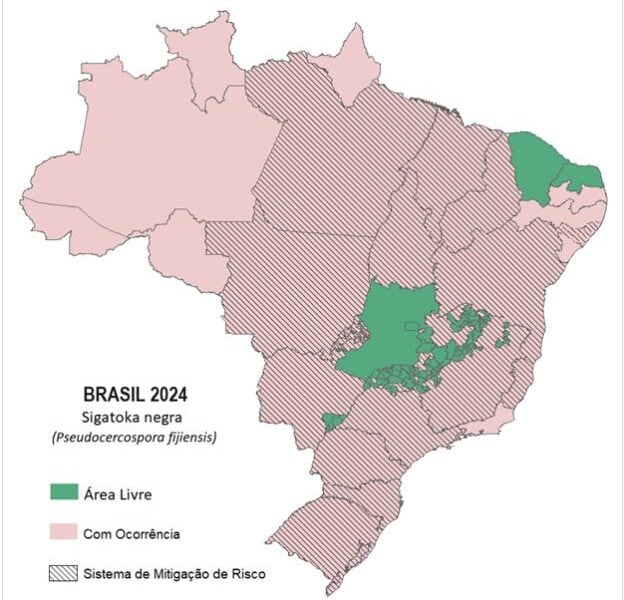 Idaf Implementa Novas Normas para Combatendo a Sigatoka Negra em Bananas no Acre Idaf Implementa Novas Normas para Combatendo a Sigatoka Negra em Bananas no Acre