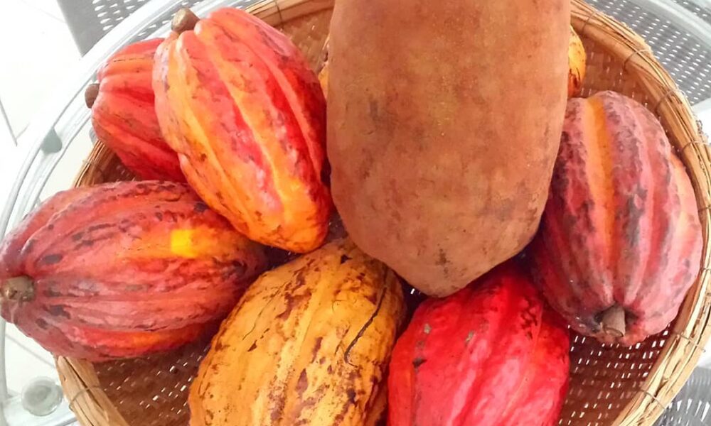 Cacau e Cupuaçu: Alternativas Sustentáveis para a Economia Familiar no Acre Cacau e Cupuaçu: Alternativas Sustentáveis para a Economia Familiar no Acre