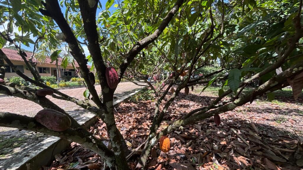 Governo do Acre e Sebrae Impulsionam Cacau com Capacitação Focada em Sustentabilidade Governo do Acre e Sebrae Impulsionam Cacau com Capacitação Focada em Sustentabilidade