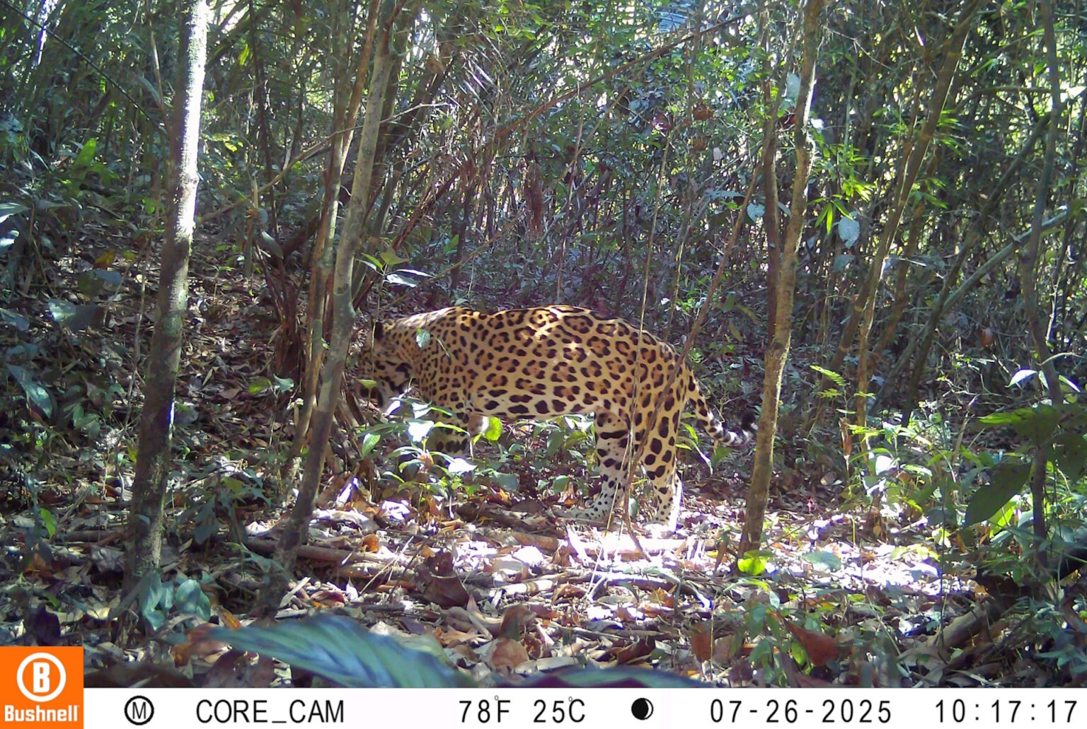 ICMBio Registra Onça Pintada Caçando pela Primeira Vez no Acre