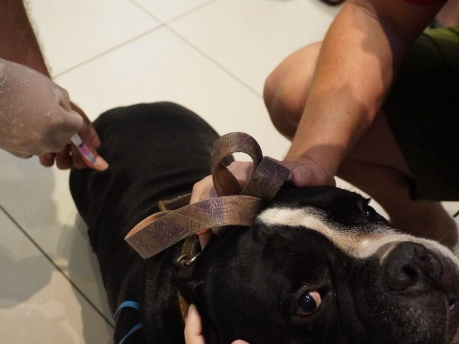 Ação Vacinal: Mais de Mil Animais Imunizados Contra a Raiva em Rio Branco