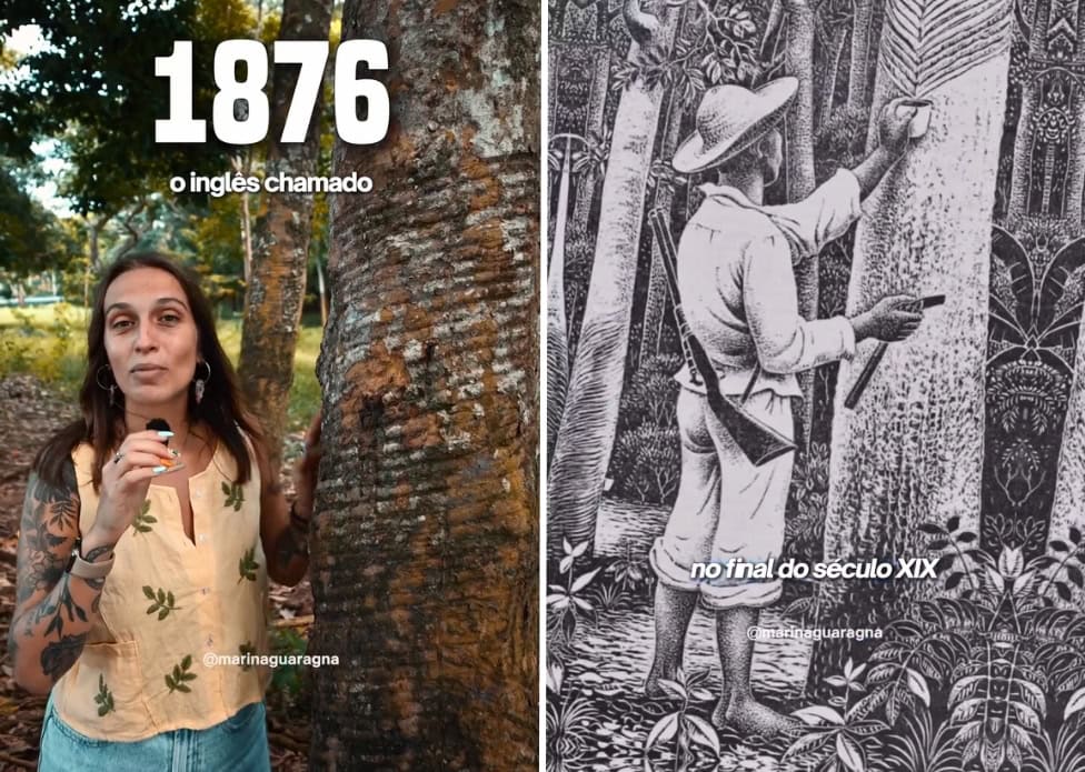 Amazônia em Risco: Roubo de Sementes de Seringueira Relatado por Influenciadora Amazônia em Risco: Roubo de Sementes de Seringueira Relatado por Influenciadora