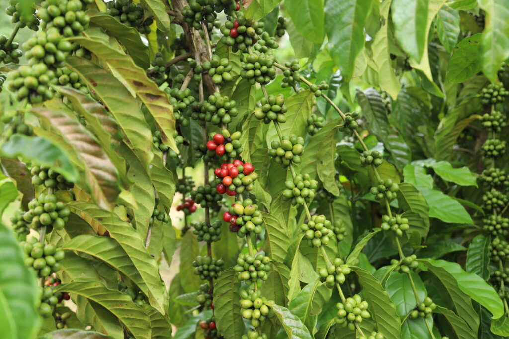 Café Sustentável: A Revolução Familiar na Reserva Chico Mendes Café Sustentável: A Revolução Familiar na Reserva Chico Mendes