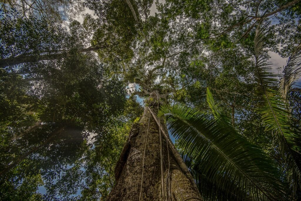 Dia Mundial das Florestas: Acre Fortalece Políticas Indígenas e Amplia Ações em Prol da Preservação Ambiental Dia Mundial das Florestas: Acre Fortalece Políticas Indígenas e Amplia Ações em Prol da Preservação