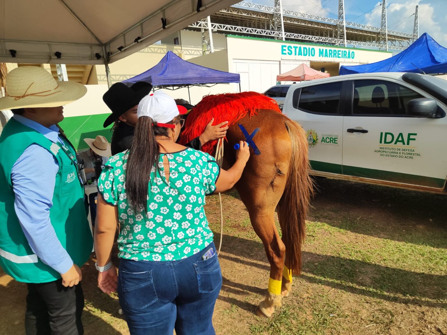 Suspensão de Vacina Contra Influenza Equina no Acre: Entenda as Implicações