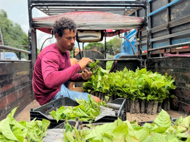 Assis Brasil Incentiva Agricultura com Entrega de Mudas de Café Assis Brasil Incentiva Agricultura com Entrega de Mudas de Café