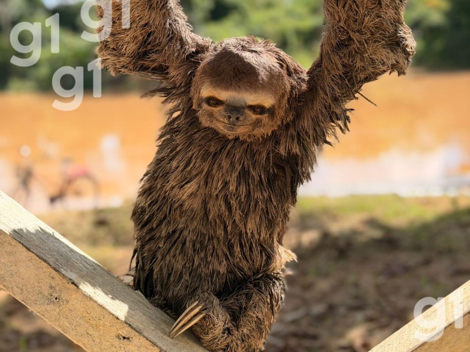 Bicho-preguiça é Resgatado em Praça no Acre: Um Encontro Inusitado