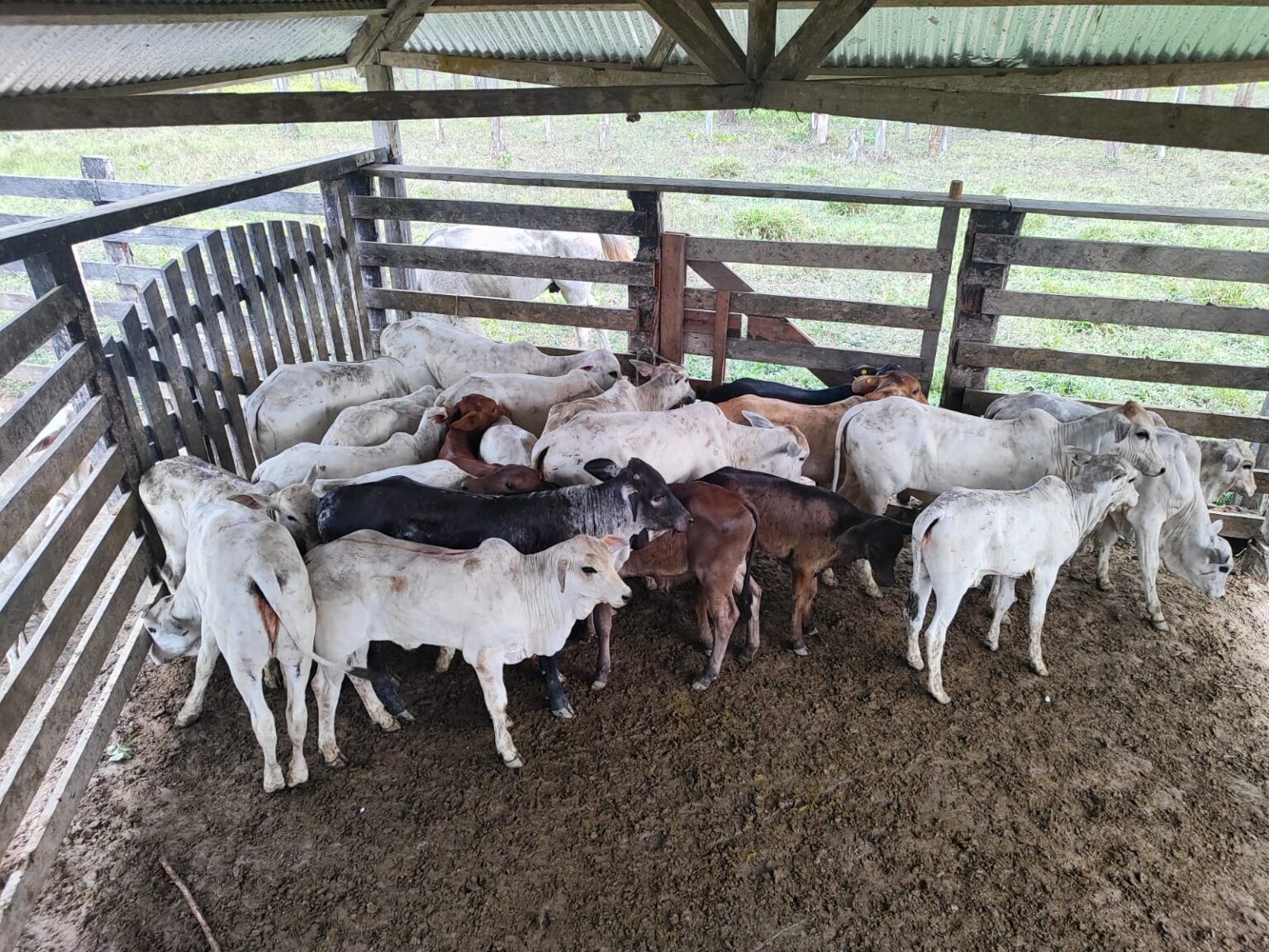 Campanha Obrigatória de Vacinação contra Brucelose no Acre: O Que Você Precisa Saber