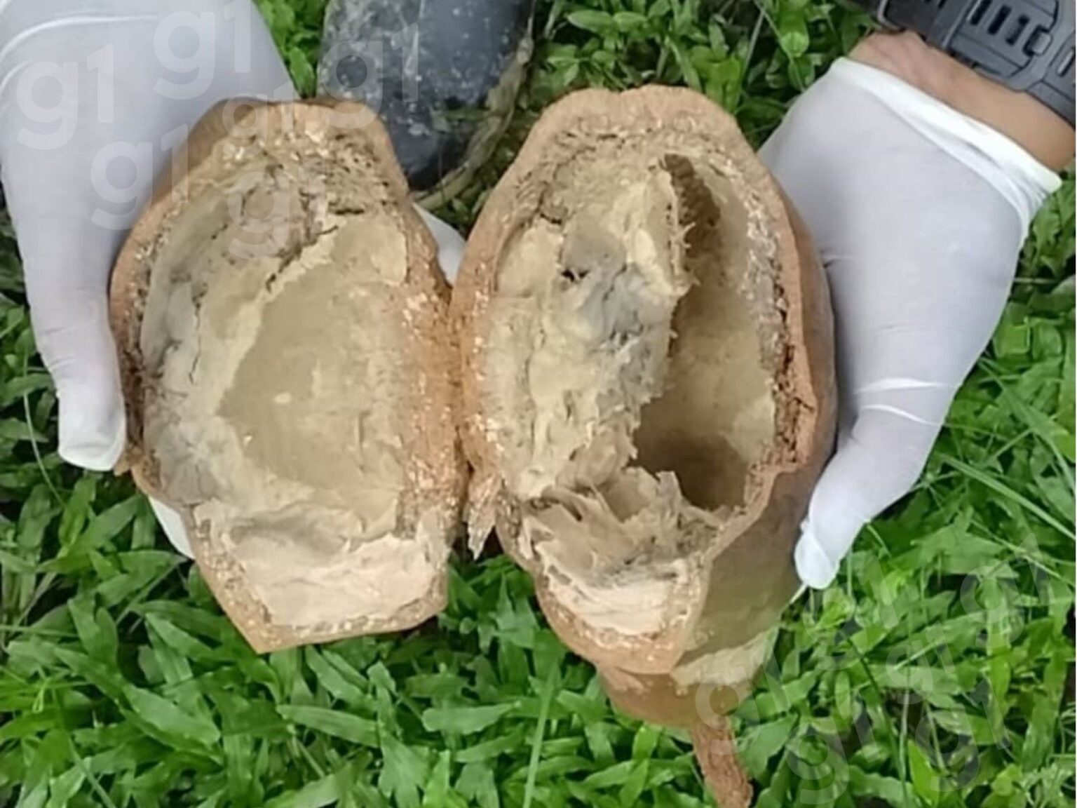 Suspeita de Monilíase no Acre: Investigação Sobre Praga do Cacau e Cupuaçu