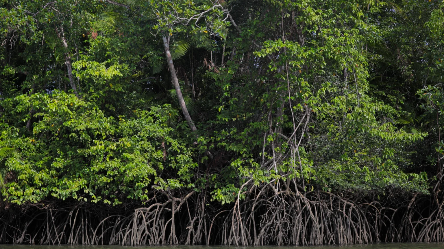 Carbono Azul: 7 Benefícios Reais que Mostram a Força do Oceano no Clima Global