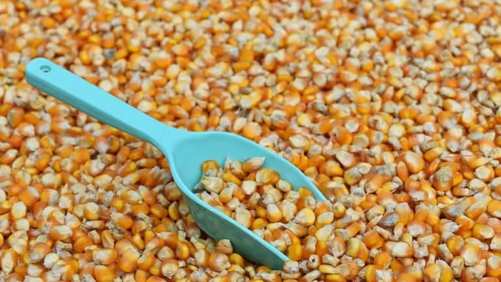 Milho impulsiona economia do Acre com produção de 208 mil toneladas no período junino